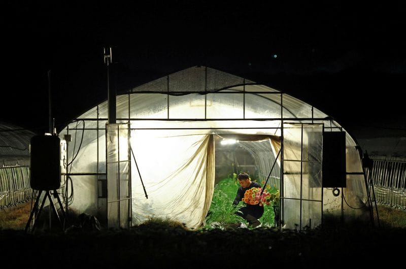 The Wider Image: Japan's farmers go nocturnal as deadly heat intensifies
