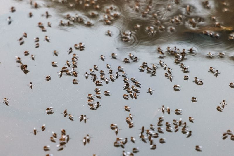 Mosquitoes are seen on top of the logged water at the Suhrawardy Udyan park, as number of dengue infected patients increase, in Dhaka