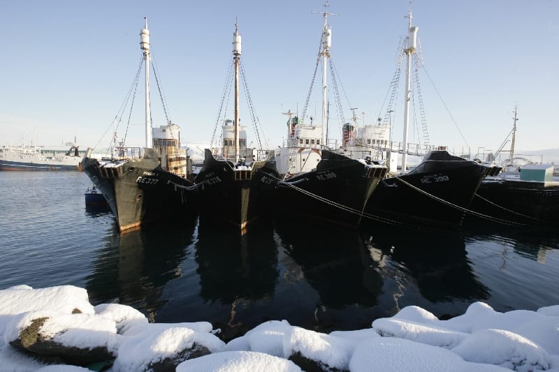 Whaling ships are seen docked at a wharf in Reikjavik