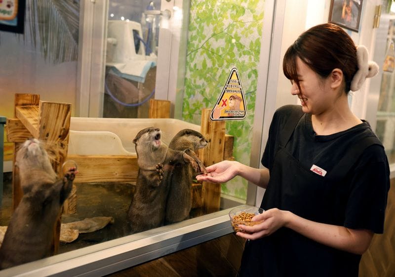 Syaina Nozaki, manager of Owl Otter Cafe, holds food for Asian small-clawed otters at the cafe, which houses rescued animals, in Kamakura