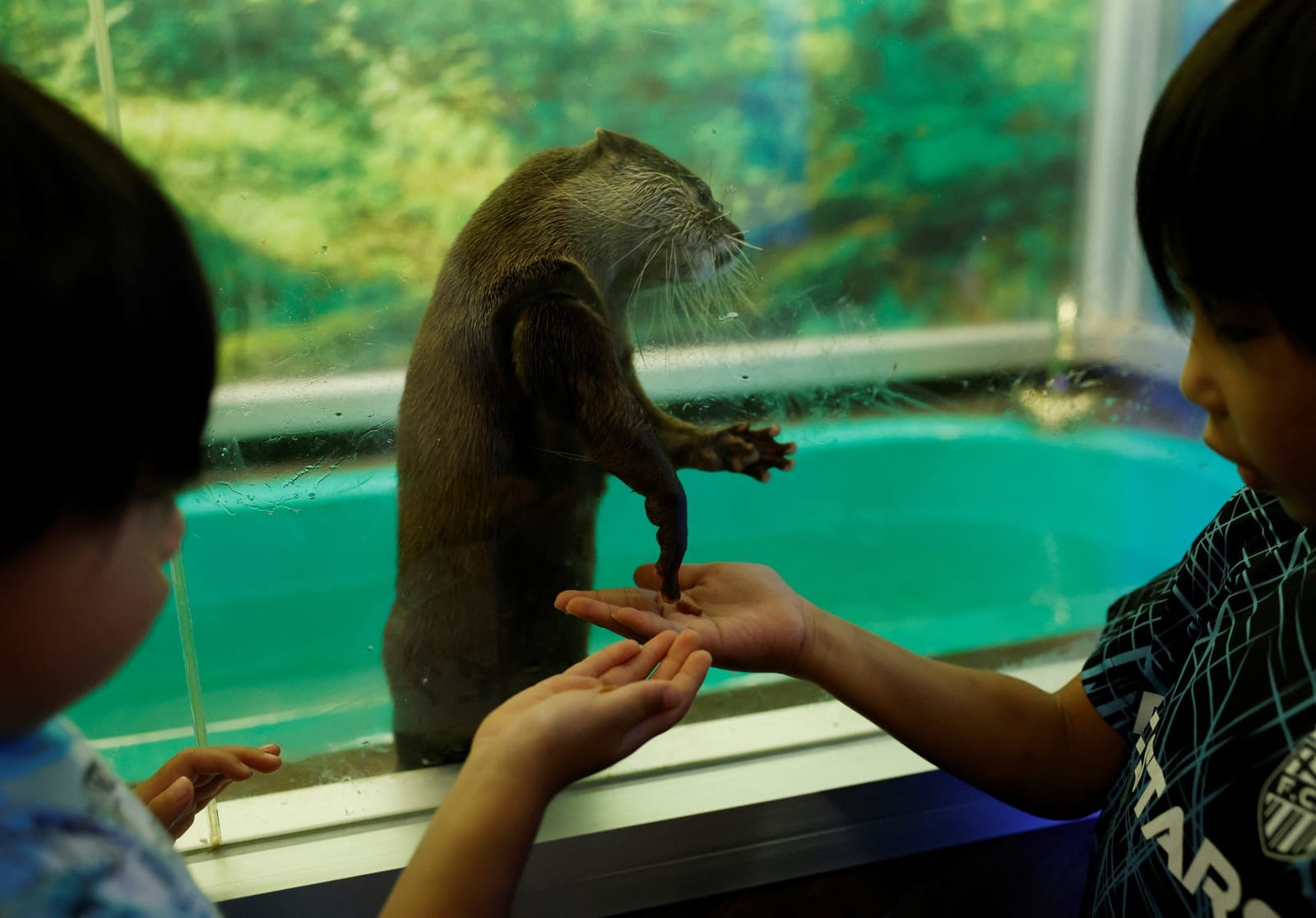 Children offer food as an Asian small-clawed otter reaches a paw through a feeding hole at Owl Otter Cafe, which houses rescued animals, in Kamakura, Kanagawa Prefecture, Japan, September 24, 2026. REUTERS/Kim Kyung-Hoon