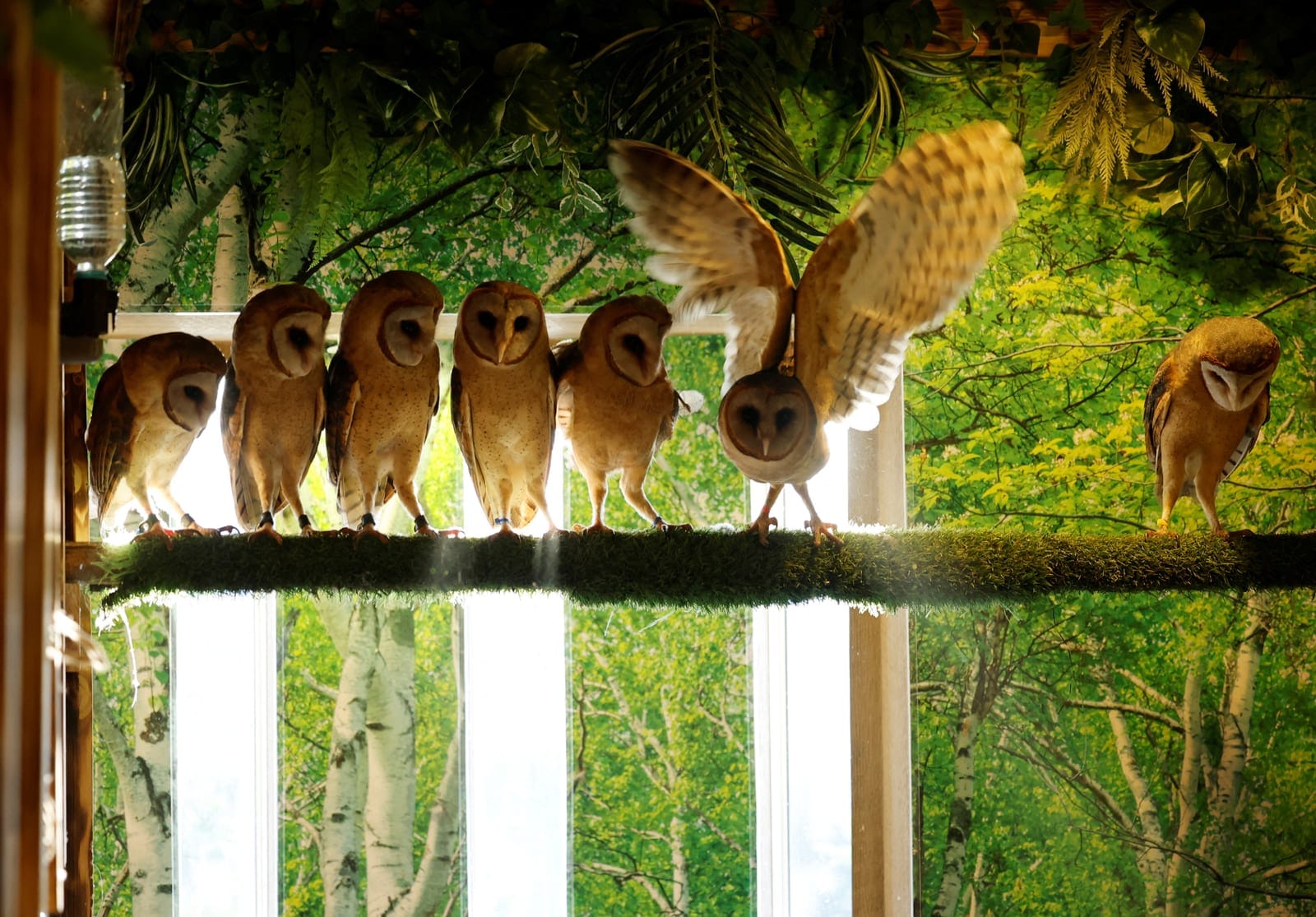 Owls sit untethered on a perch at Owl Otter Cafe, which houses rescued animals, in Kamakura, Kanagawa Prefecture, Japan, September 24, 2026. REUTERS/Kim Kyung-Hoon