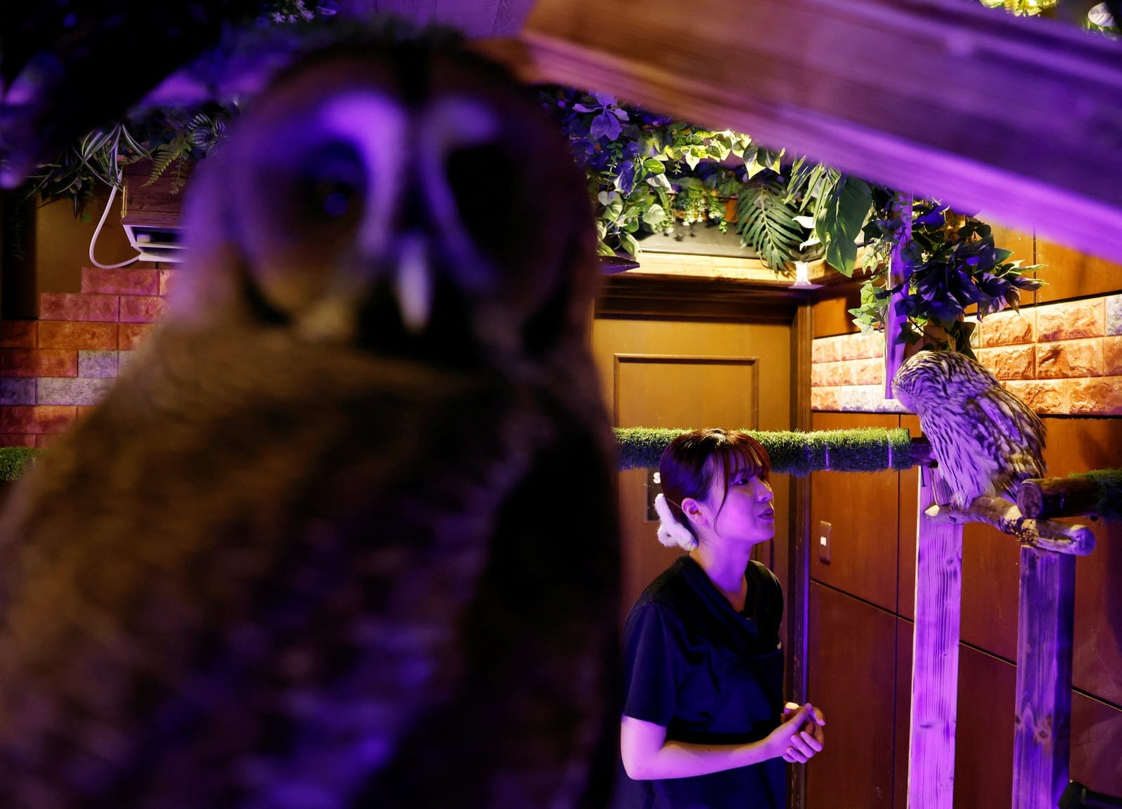 Syaina Nozaki, manager of Owl Otter Cafe, which houses rescued animals, checks on owls at the cafe in Kamakura, Kanagawa Prefecture, Japan, September 24, 2026. REUTERS/Kim Kyung-Hoon