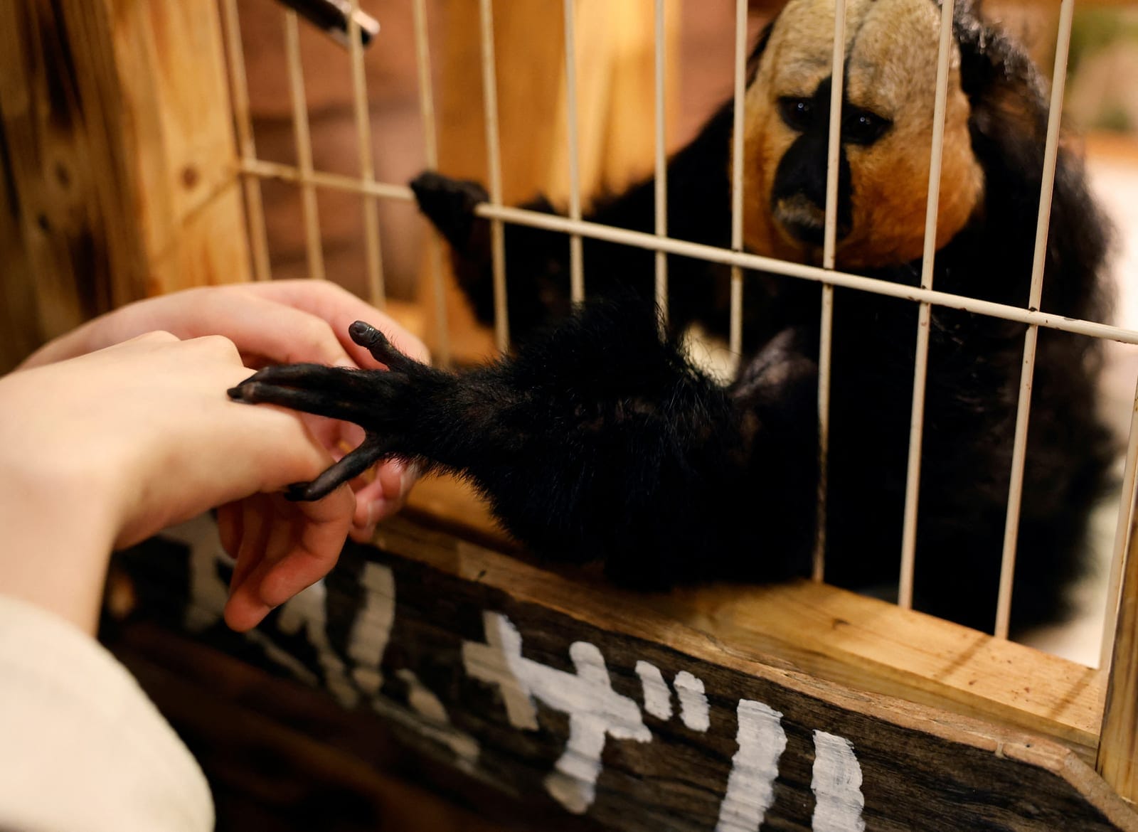 A staff member touches the paw of a white-faced saki monkey through the bars of its enclosure at Owl Otter Cafe, which houses rescued animals, in Kamakura, Kanagawa Prefecture, Japan, September 24, 2026. REUTERS/Kim Kyung-Hoon