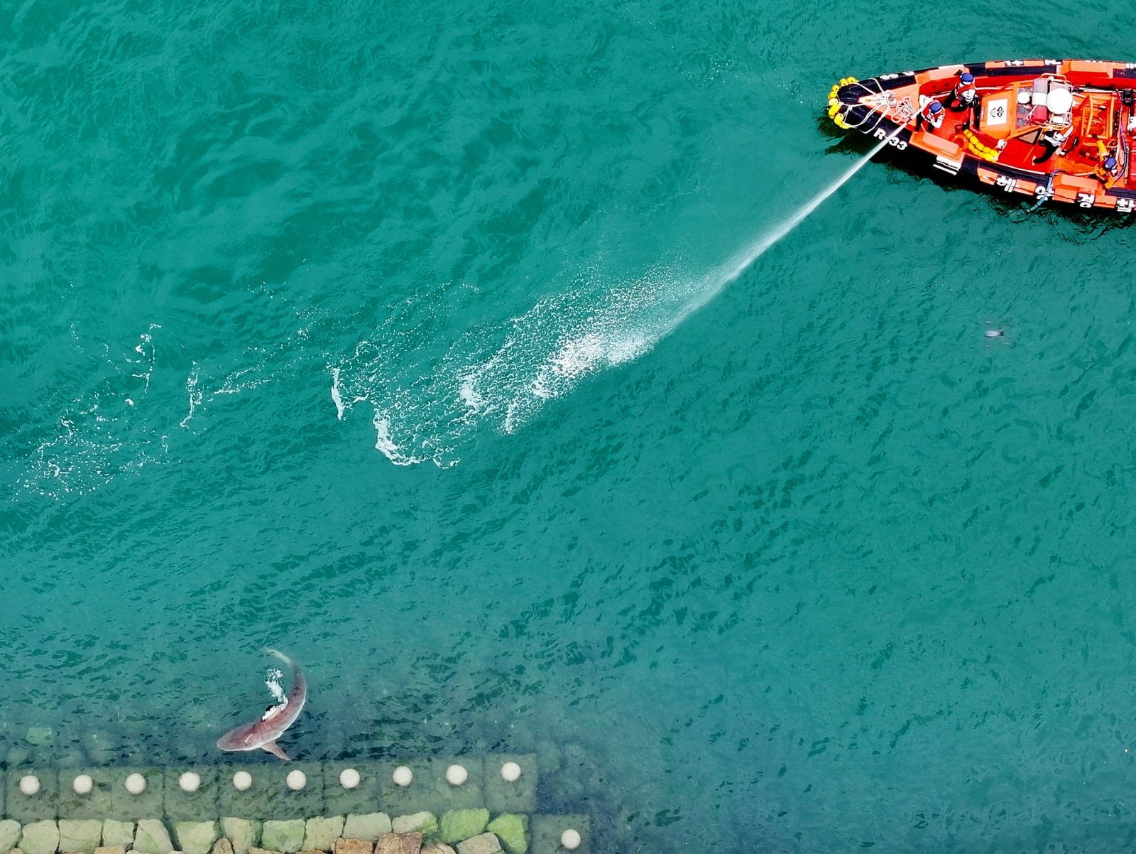 Firefighters guide a shark that has been trapped in a canal since September 18, to the outer sea in Busan, South Korea, September 29, 2026. Yonhap via REUTERS REUTERS/YONHAP NEWS AGENCY