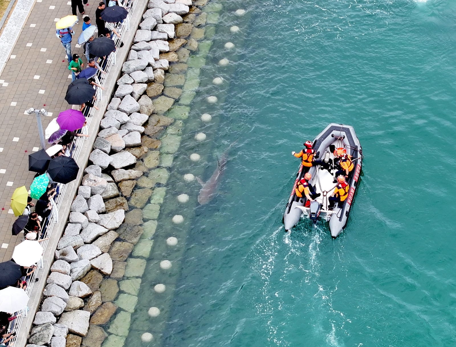 Firefighters guide a shark that has been trapped in a canal since September 18, to the outer sea in Busan, South Korea, September 29, 2026. Yonhap via REUTERS REUTERS/YONHAP NEWS AGENCY