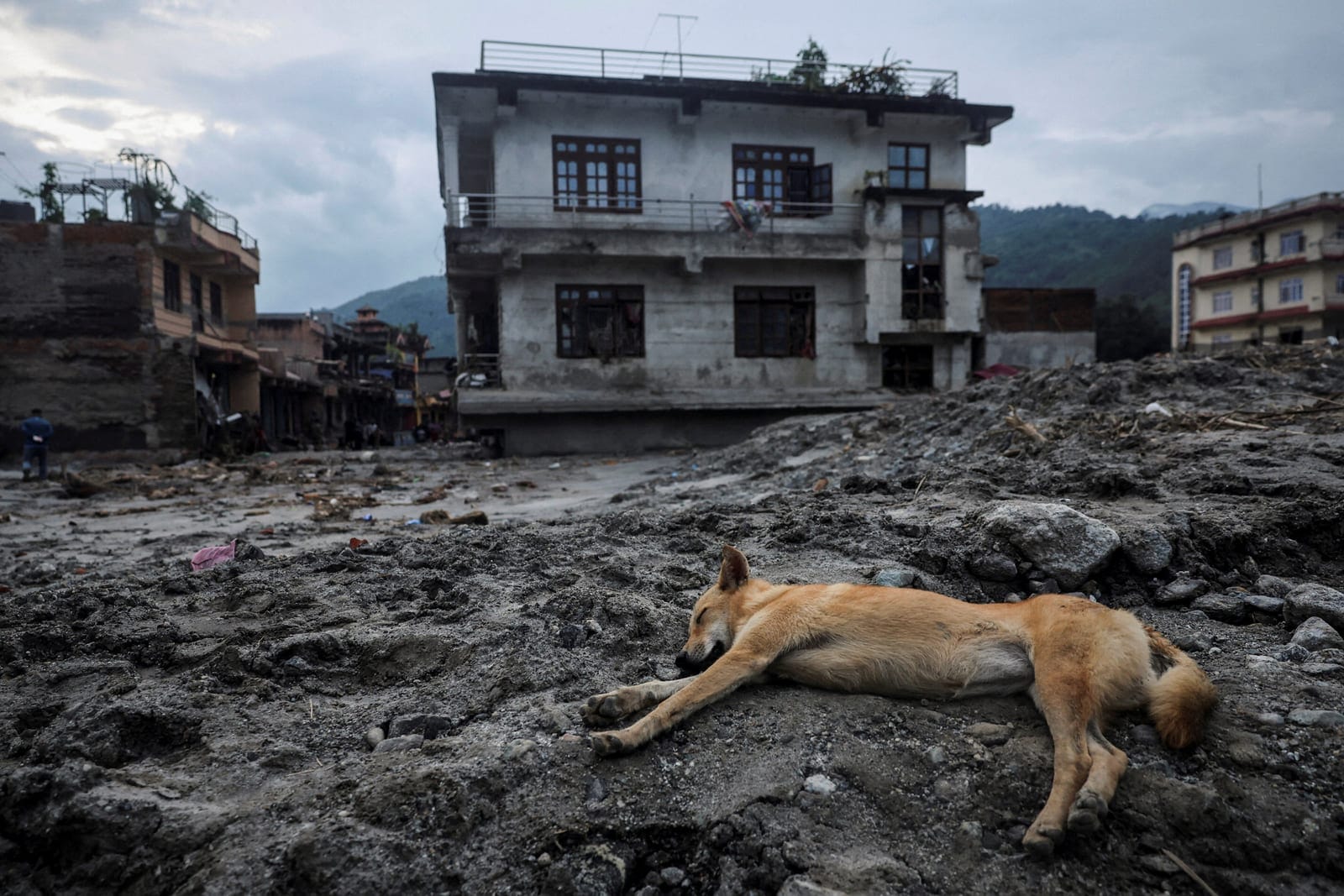 A dog lies at the site of the flash floods and mudslide, at Devighat, Nuwakot district, Nepal, August 28, 2026. REUTERS/Francis Mascarenhas