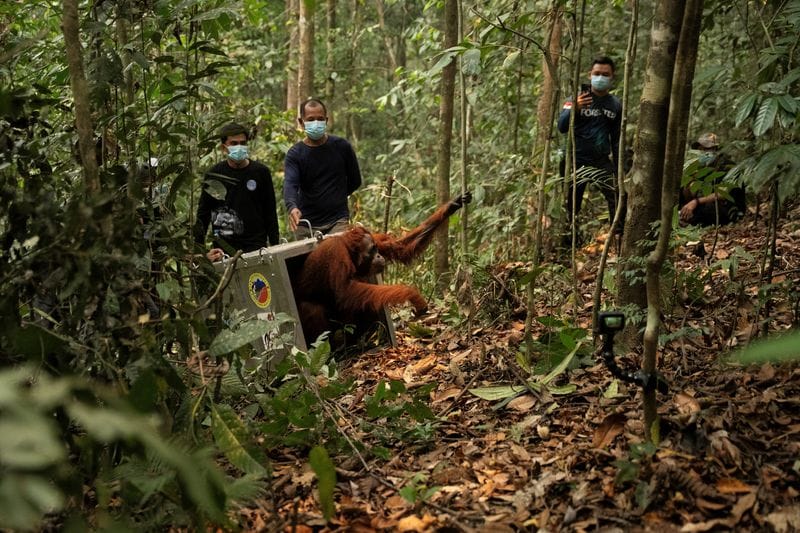 Borneo orangutans affected by wildfires translocation in Ketapang regency, West Kalimantan province