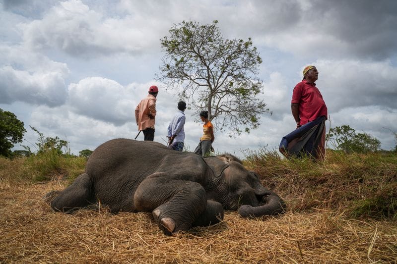 The Wider Image: In Sri Lanka, human-elephant conflict takes deadly toll