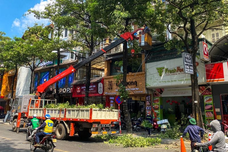 Too much of a good scent? Hanoi curbs iconic trees