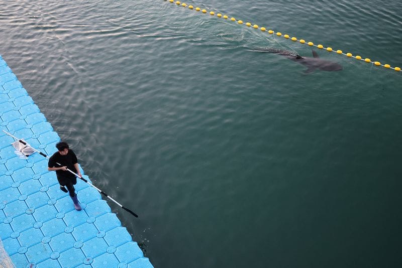 South Korea to make third bid to guide Bukangi shark out to the open sea