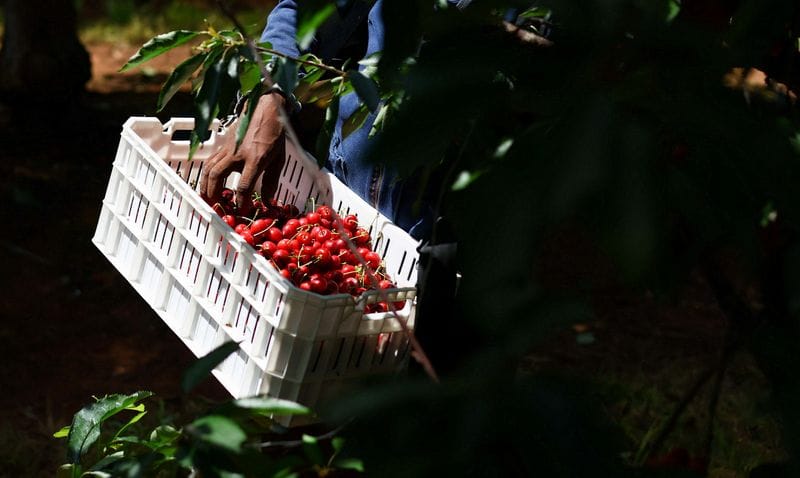 South African cherries target China amid US trade uncertainty