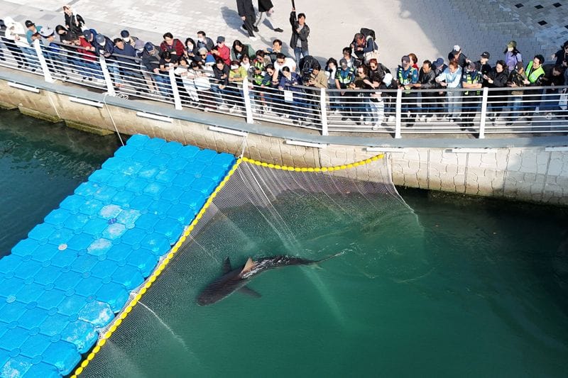 South Korea to make third bid to guide Bukangi the shark out to the open sea
