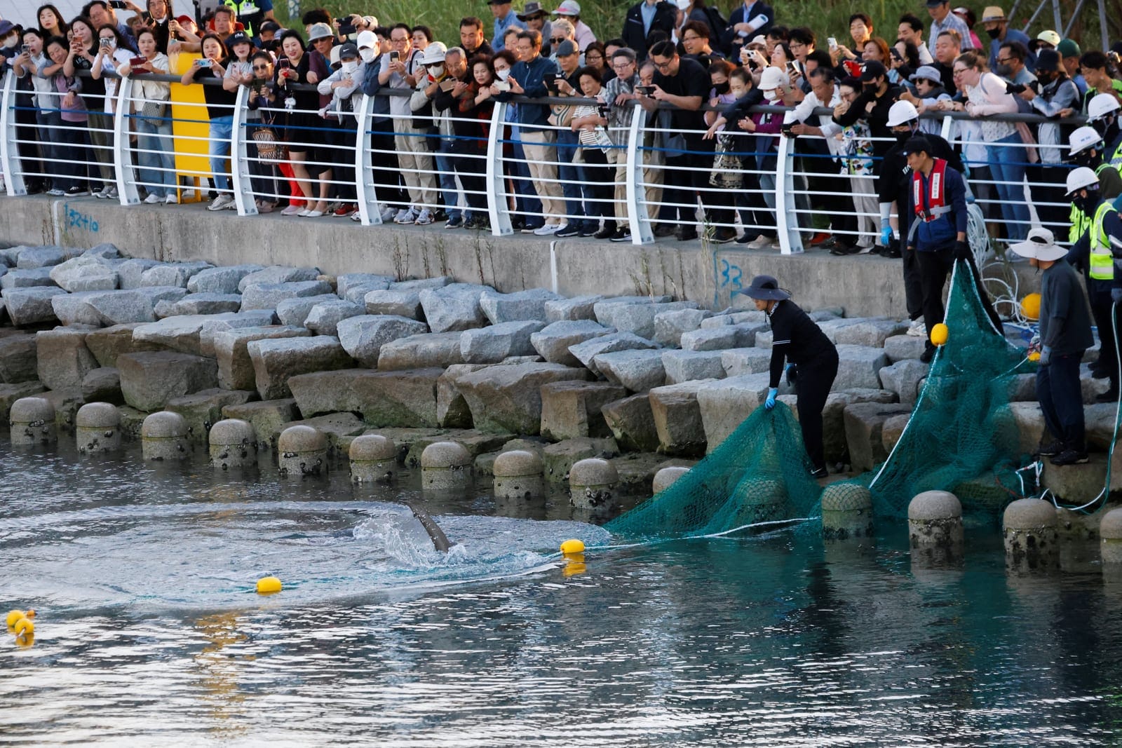 A shark nicknamed "Bukangi" is seen as workers handle a net during an operation to guide a shark nicknamed "Bukangi" out of a canal at the North Port in Busan, South Korea, October 2, 2026. REUTERS/Kim Soo-hyeon
