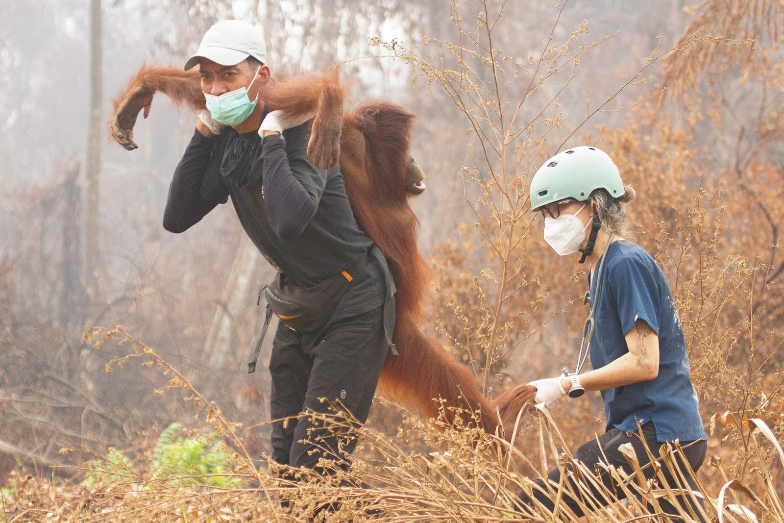A rescuer and a veterinarian with wildlife foundation Yayasan Inisiasi Alam Rehabilitasi Indonesia (YIARI) carry an orangutan after being rescued by, at a High Conservation Value (HCV) concession area of a palm-oil plantation that affected by wildfir