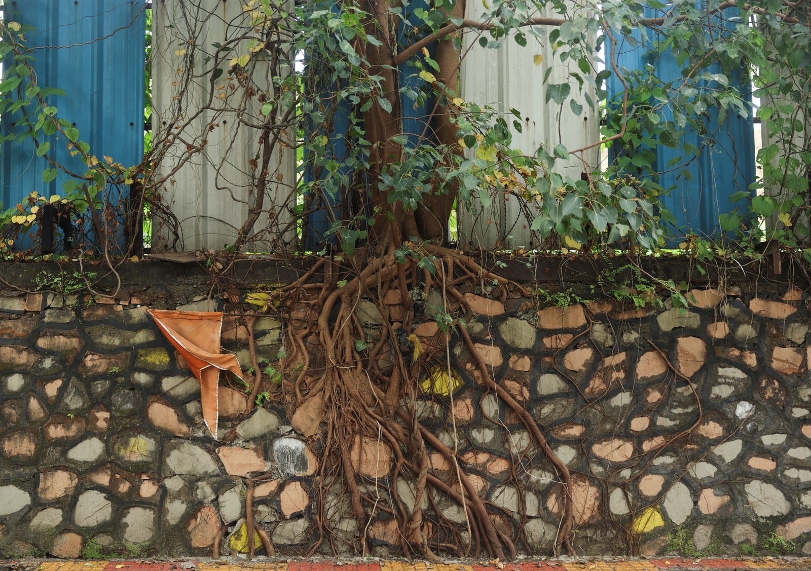 Roots of a tree grow on a wall in front of blue and white barricades marking the boundary of the site of an Amazon data centre in Thane, India, September 30, 2026. REUTERS/Francis Mascarenhas