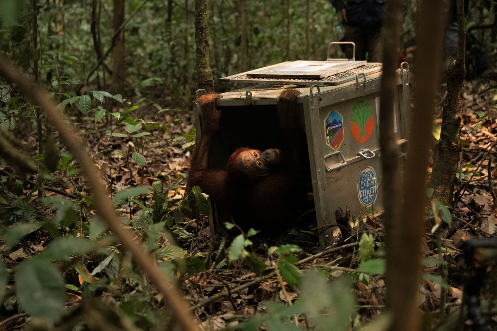 A Borneo orangutan (Pongo pygmaeus) named Novan, who was rescued from an area affected by wildfires, looks on from a cage during translocation at Batu Nyambu protected forest area in Ketapang regency, West Kalimantan province, Indonesia, October 9, 2