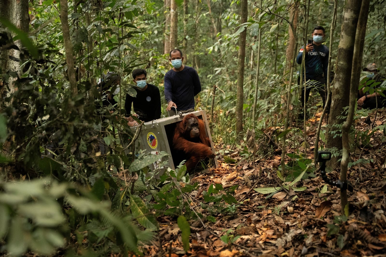 A Borneo orangutan (Pongo pygmaeus) named Mama Lifa, along with her baby Lifa (unseen), who were rescued from an area affected by wildfires, leave the cage during translocation at Batu Nyambu protected forest area in Ketapang regency, West Kalimantan