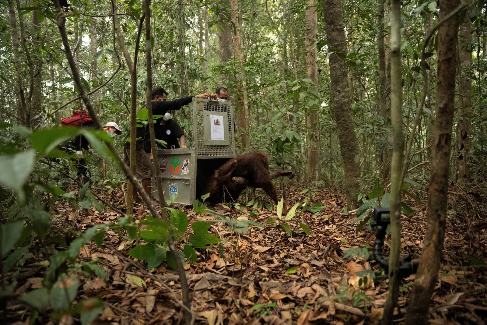 Borneo orangutans (Pongo pygmaeus) named Mama Novi and her baby Novi, who were rescued from an area affected by wildfires, leave a cage as they are translocated to Batu Nyambu protected forest area, in Ketapang regency, West Kalimantan province, Indo