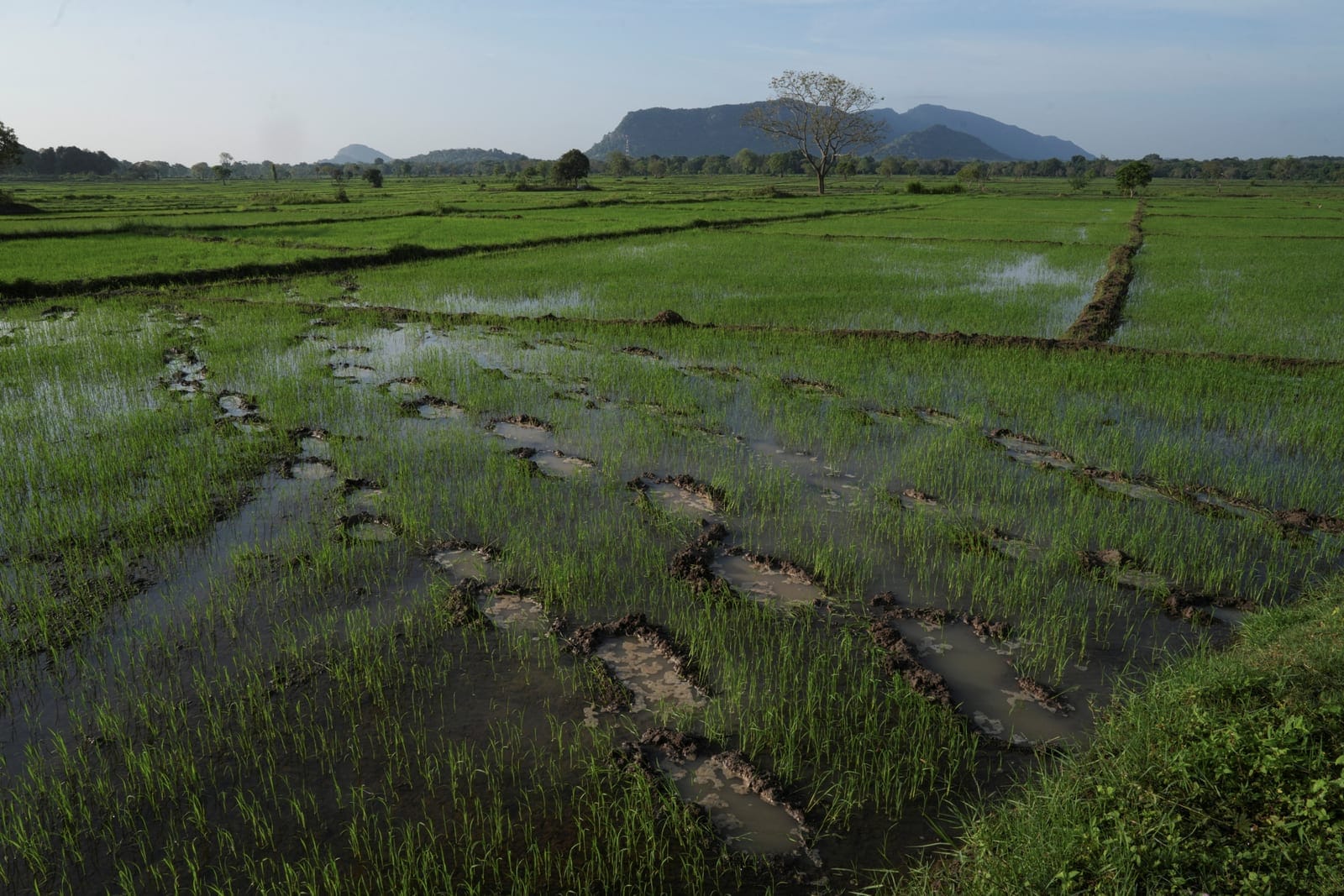 Elephant footprints on paddy fields in Galgamuwa, Sri Lanka, April 27, 2025. Galgamuwa is on the front line of one of the world's most serious human-elephant conflicts. An average of 138 people have been killed in encounters with the animals each yea