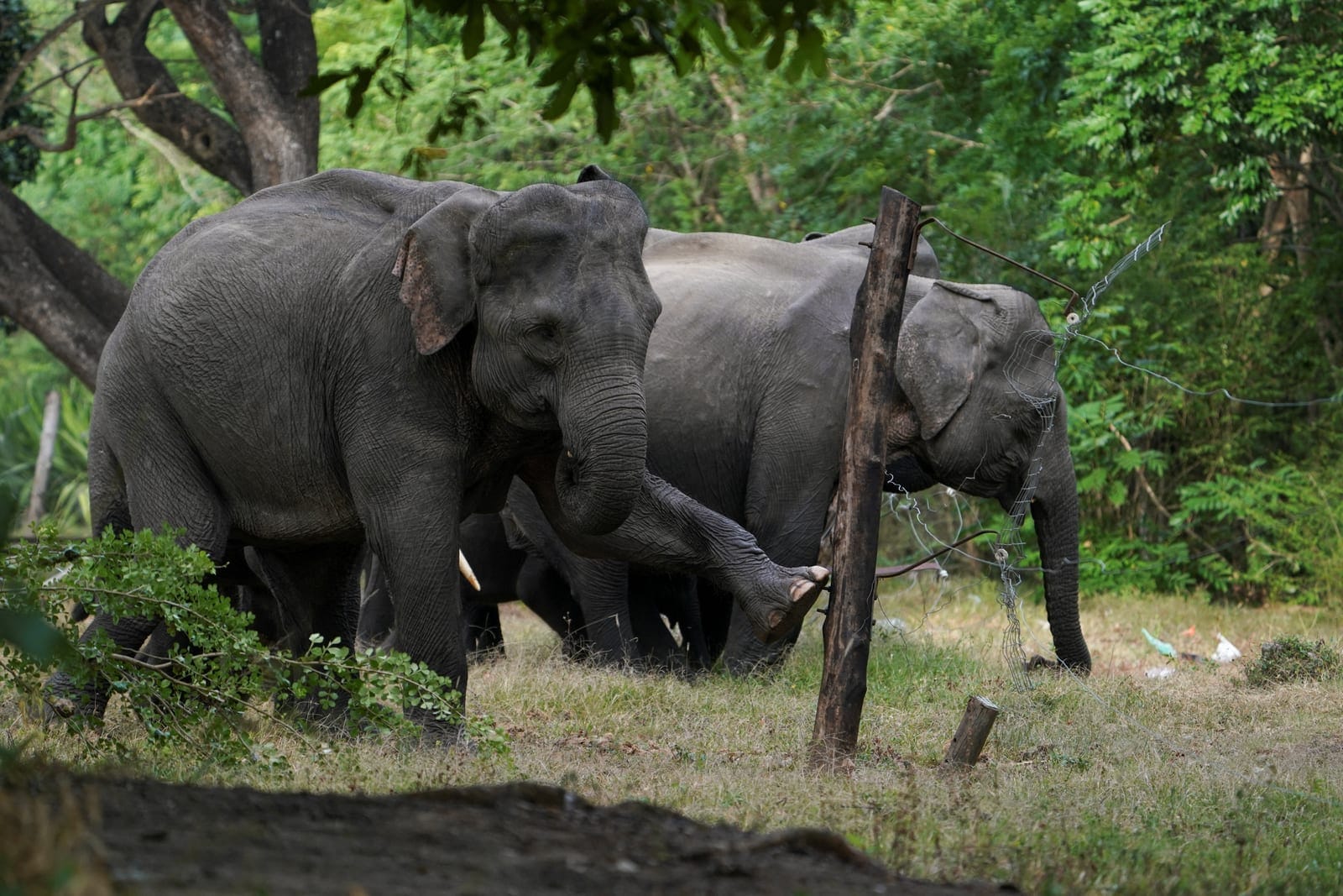 Wild elephants break through electric fences to enter villages near Ambanpola, Sri Lanka, July 23, 2025. Sri Lanka's forest cover has plummeted from roughly 70% in the 1920s to about 34% today, World Bank data shows, and as many as 70% of Sri Lanka's