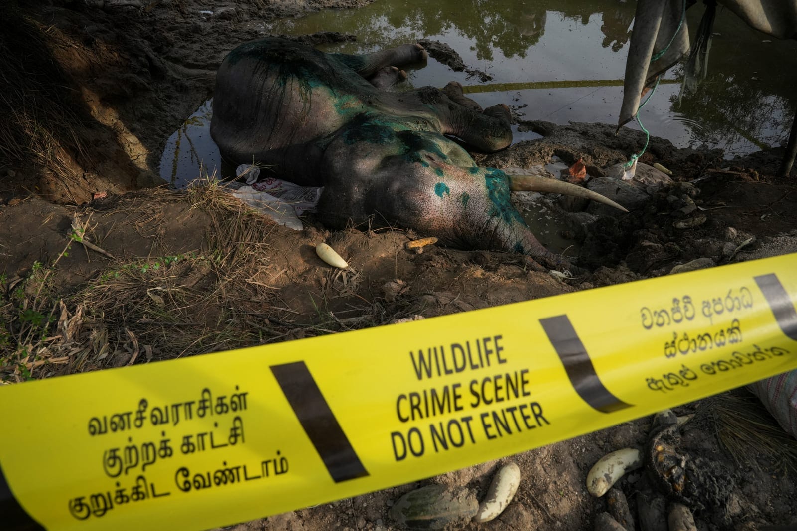 The body of a dead wild elephant is cordoned off with "Do Not Enter" tape in Ambanpola, Sri Lanka, July 15, 2025. Sri Lanka's forest cover has plummeted from roughly 70% in the 1920s to about 34% today, World Bank data shows, and as many as 70% of Sr