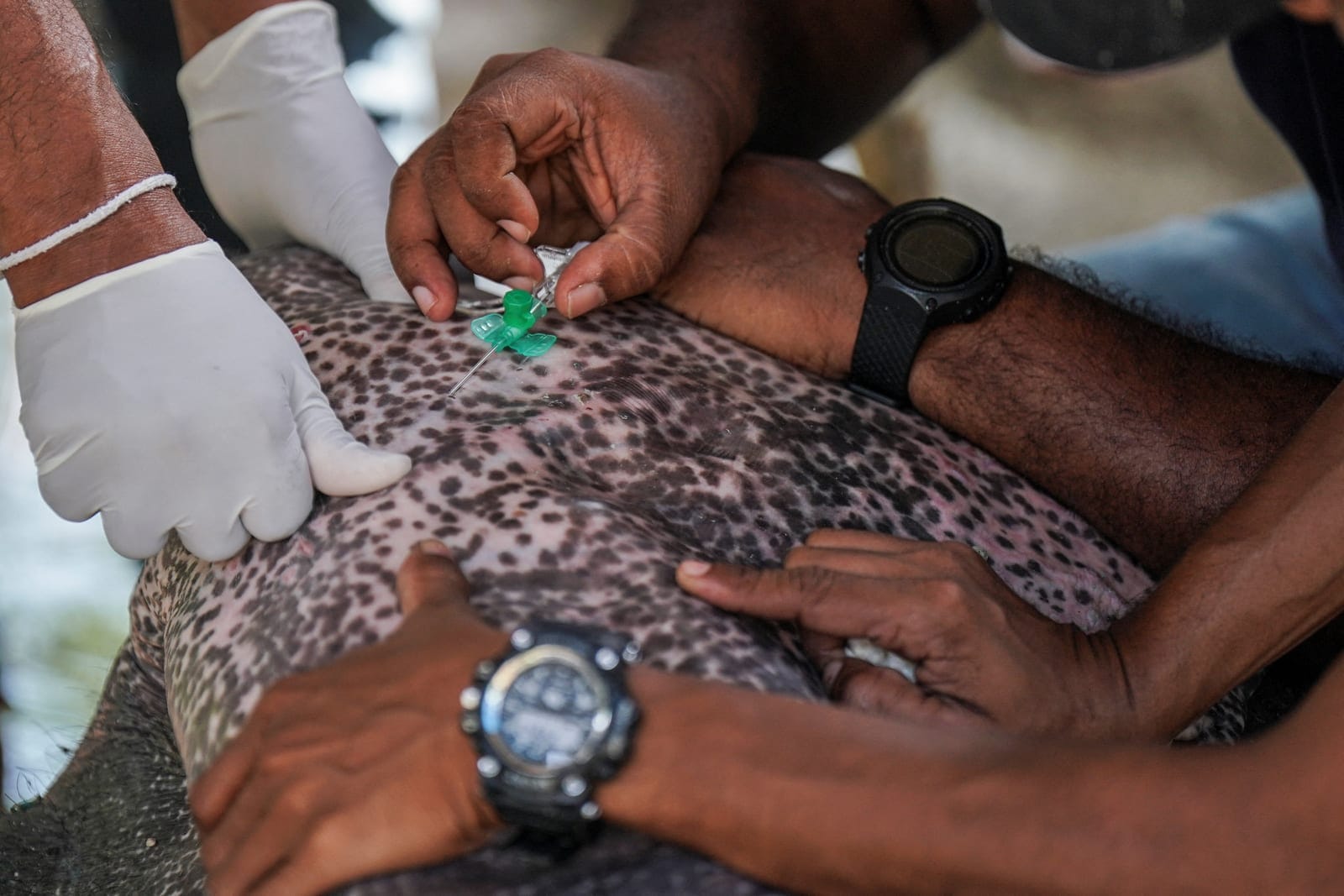 A wildlife veterinary team administers medicine through a cannula to a sick wild elephant in Ambanpola, Sri Lanka, July 15, 2025. Sri Lanka's forest cover has plummeted from roughly 70% in the 1920s to about 34% today, World Bank data shows, and as m