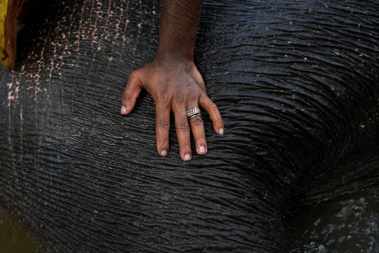 Elephant caretaker Mokshan, 21, bathes his tamed elephant, Chuti Manike, 20, which is used for tourism, near Sigiriya, Sri Lanka, April 28, 2025. Sri Lanka's forest cover has plummeted from roughly 70% in the 1920s to about 34% today, World Bank data