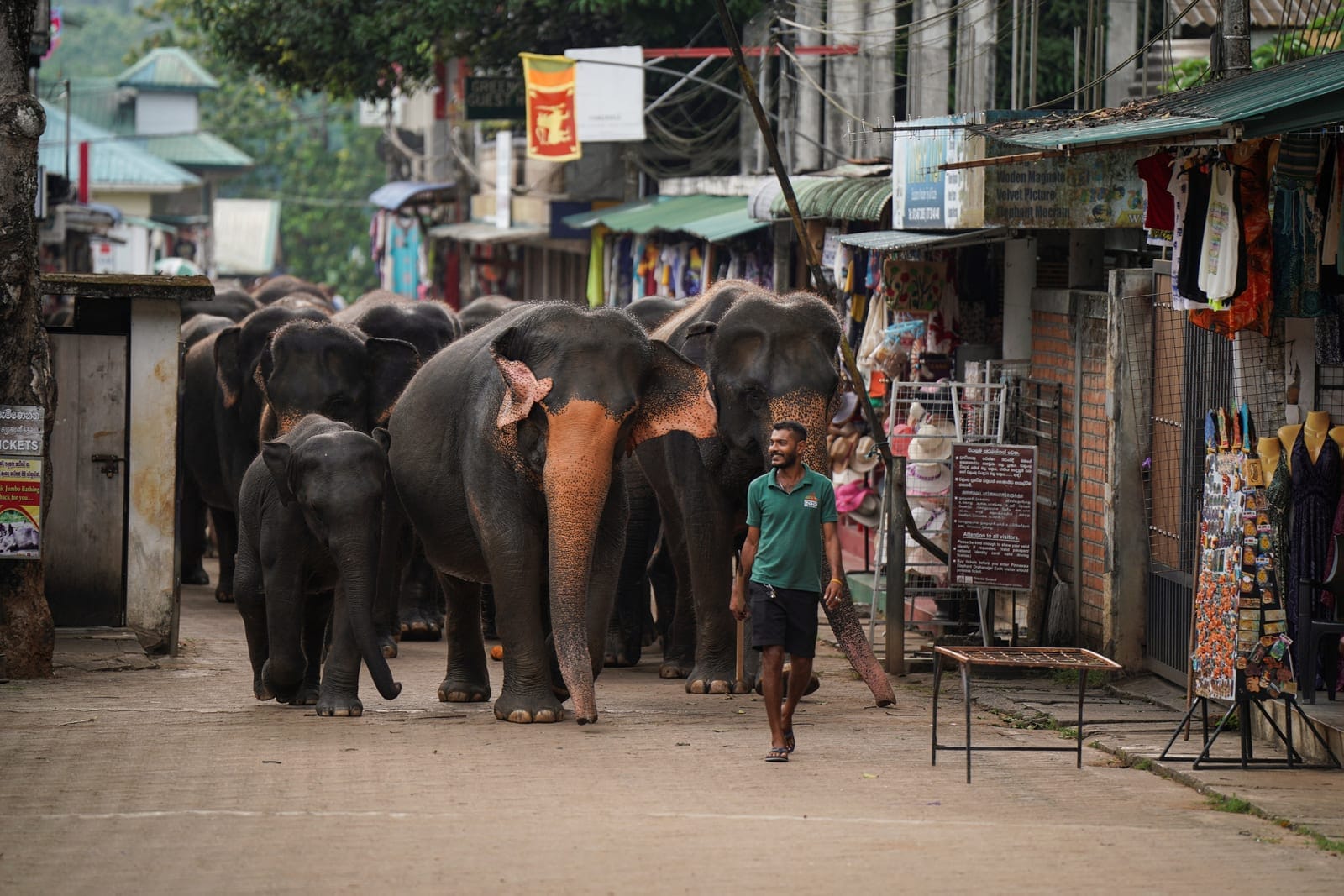 Elephants return to Pinnawala Elephant Orphanage after bathing, in Pinnawala, Sri Lanka, April 22, 2025. Sri Lanka's forest cover has plummeted from roughly 70% in the 1920s to about 34% today, World Bank data shows, and as many as 70% of Sri Lanka's