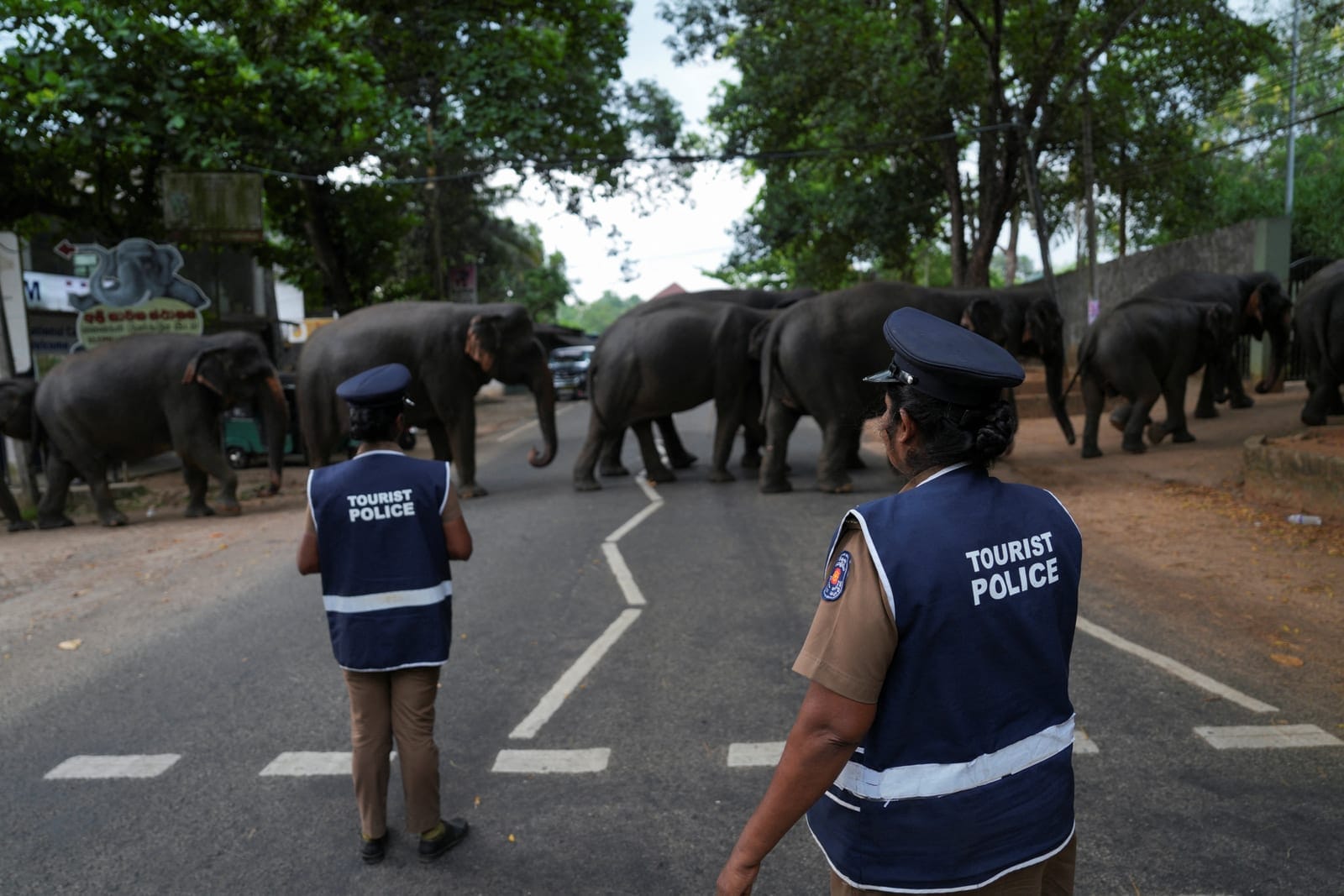 Female tourist police officers stop vehicles on the road until elephants cross near Pinnawala Elephant Orphanage in Pinnawala, Sri Lanka, April 22, 2025. Sri Lanka's forest cover has plummeted from roughly 70% in the 1920s to about 34% today, World B
