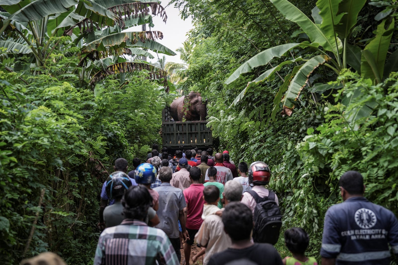 A wild elephant is transported by truck for relocation to the Horowpathana Elephant Holding Ground in Naula, Sri Lanka, June 27, 2025. Wildlife officials decided to relocate the elephant after villagers complained of crop damage, damage to houses and