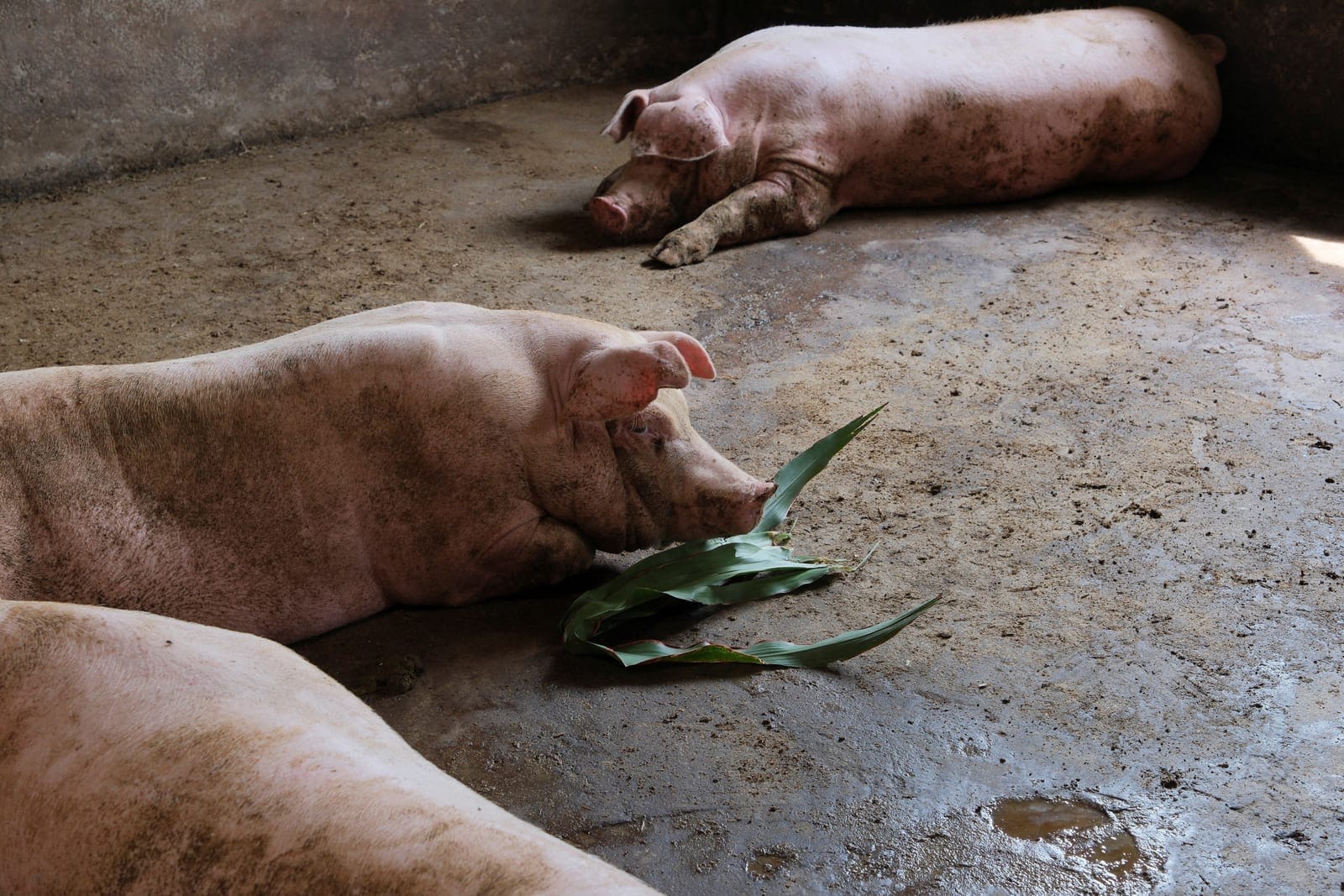 Pigs rest in the barn of a small-scale pig farmer in Wuqiao county, Cangzhou, Hebei province, China August 14, 2026. REUTERS/Ella Cao