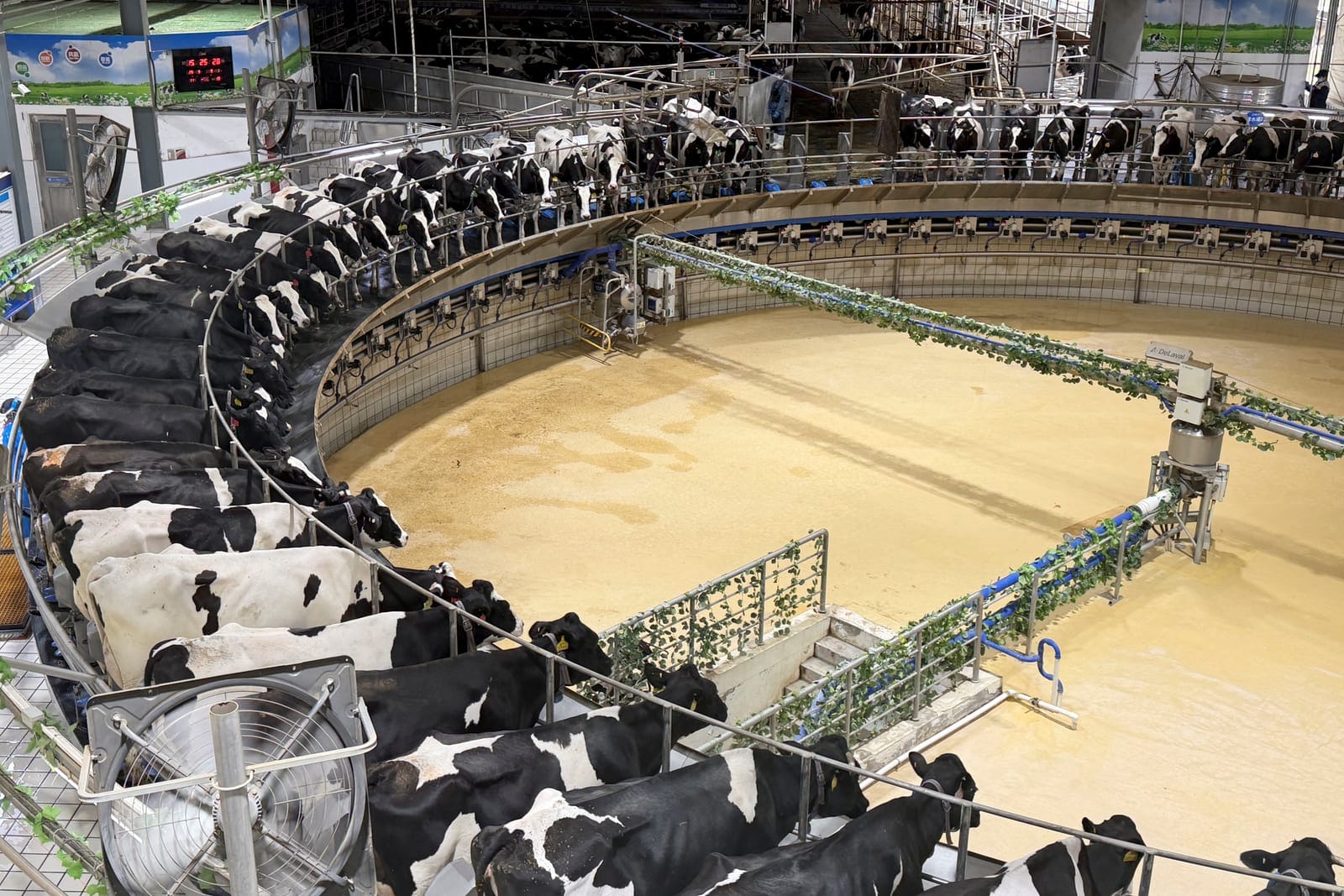 Dairy cows are milked in an automated milking system at a Yili Group ranch in Hohhot, Inner Mongolia Autonomous Region, China September 7, 2026. REUTERS/Daphne Zhang