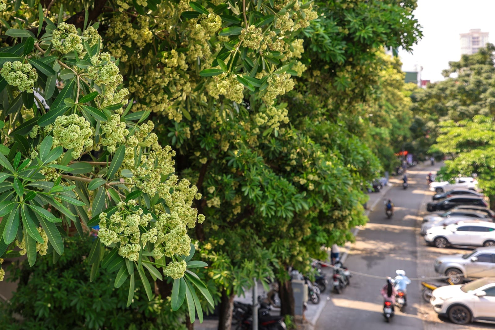 Hoa sua, or "milk flower" trees, as Hanoi considers relocating some trees after residents complain their fragrance is too strong, in Hanoi, Vietnam, October 17, 2026. REUTERS/Thinh Nguyen