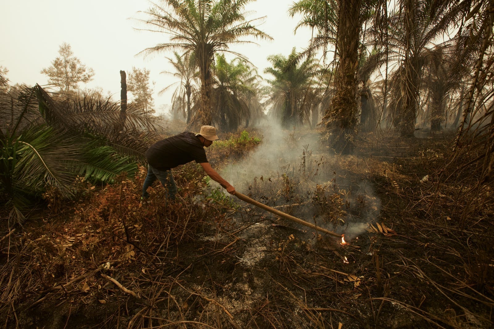 A firefighter uses a tree branch to try and douse flames amid a wildfire at a palm oil plantation area in South Arut, West Kotawaringin Regency, Central Kalimantan province, Indonesia, October 18, 2026. REUTERS/Soepriyadi Gunawan REFILE - QUALITY REP