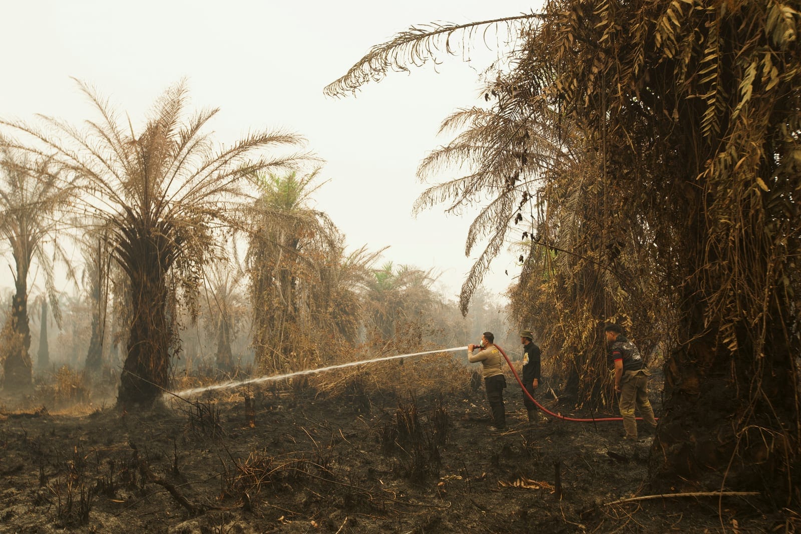 A police officer, along with firefighters, sprays water in an attempt to extinguish a wildfire at a palm oil plantation area in South Arut, West Kotawaringin Regency, Central Kalimantan province, Indonesia, October 18, 2026. REUTERS/Soepriyadi Gunawa
