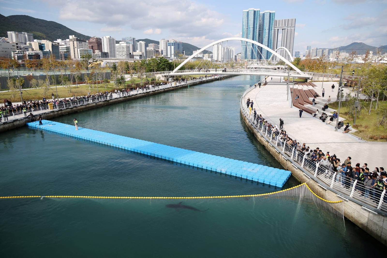 People look at a shark nicknamed "Bukangi" swimming in a canal during an operation to guide the shark out of a canal at the North Port in Busan, South Korea, October 21, 2026. REUTERS/Kim Hong-Ji TPX IMAGES OF THE DAY