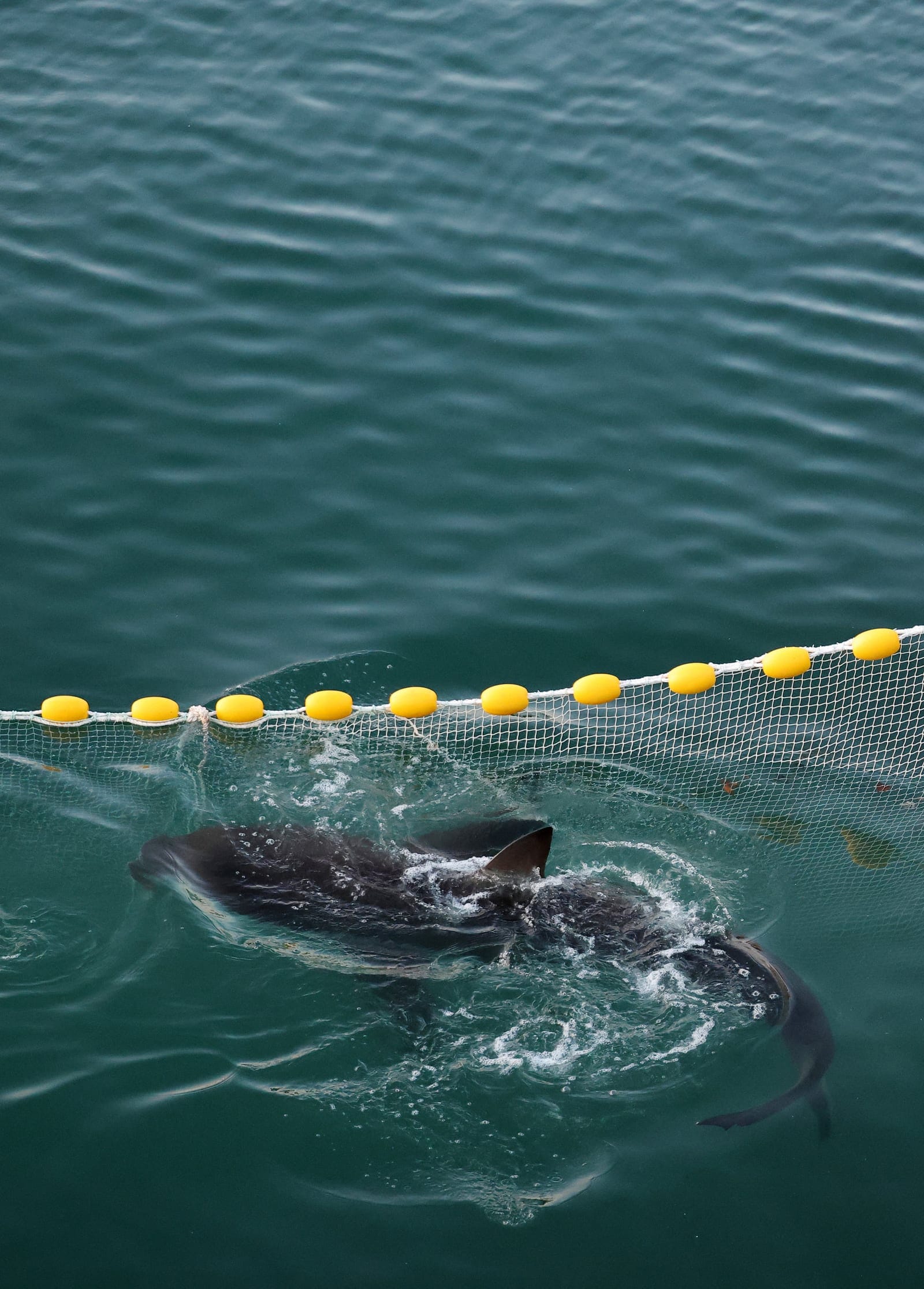 A shark nicknamed "Bukangi" swims in a canal during an operation to guide the shark out of a canal at the North Port in Busan, South Korea, October 21, 2026. REUTERS/Kim Hong-Ji