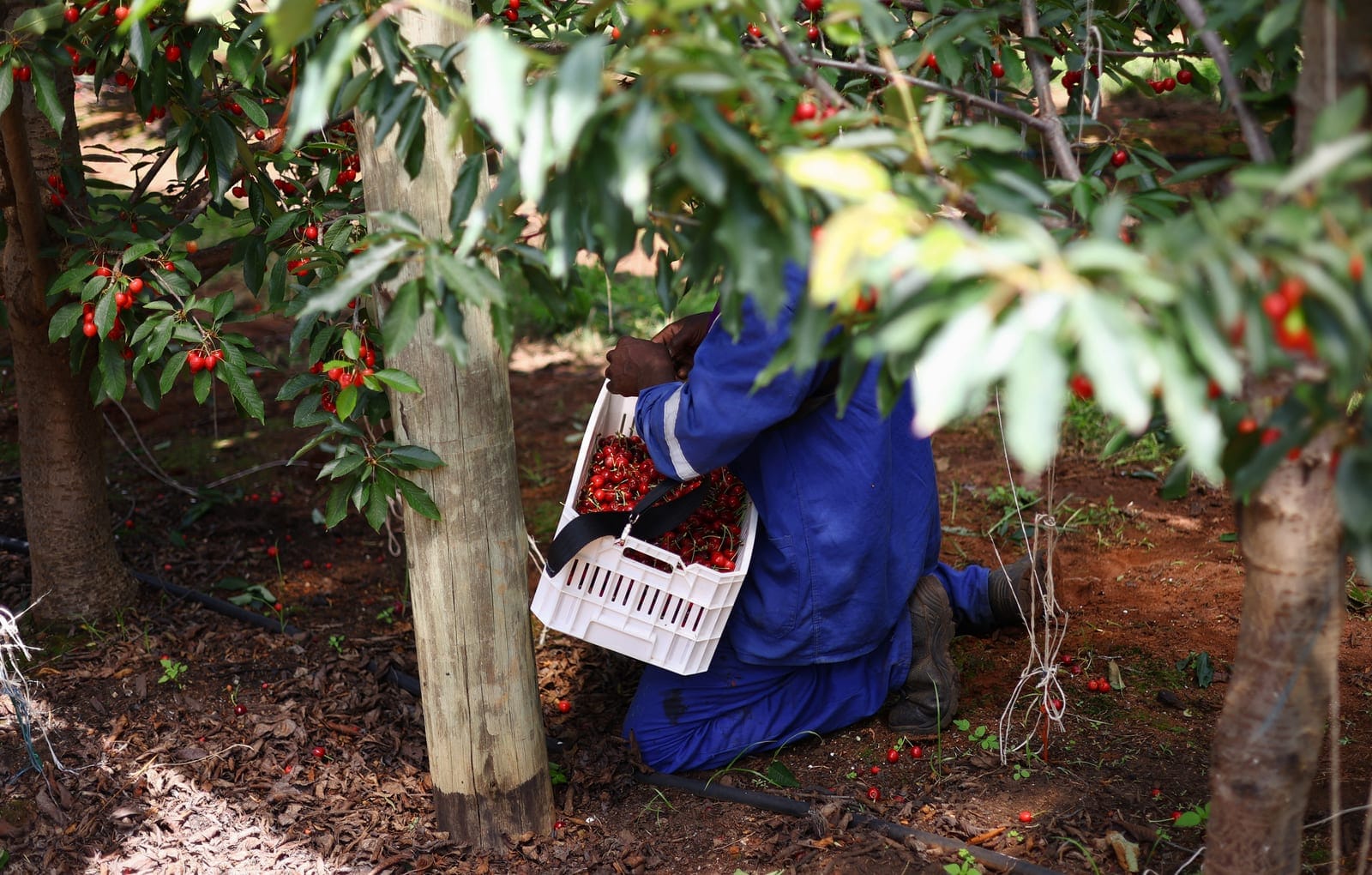 A worker harvests cherries in an orchard during the harvest at Ridge Cherry Farms, part of a 125-hectare farm near Rustenburg, South Africa, October 8, 2026. REUTERS/Siphiwe Sibeko