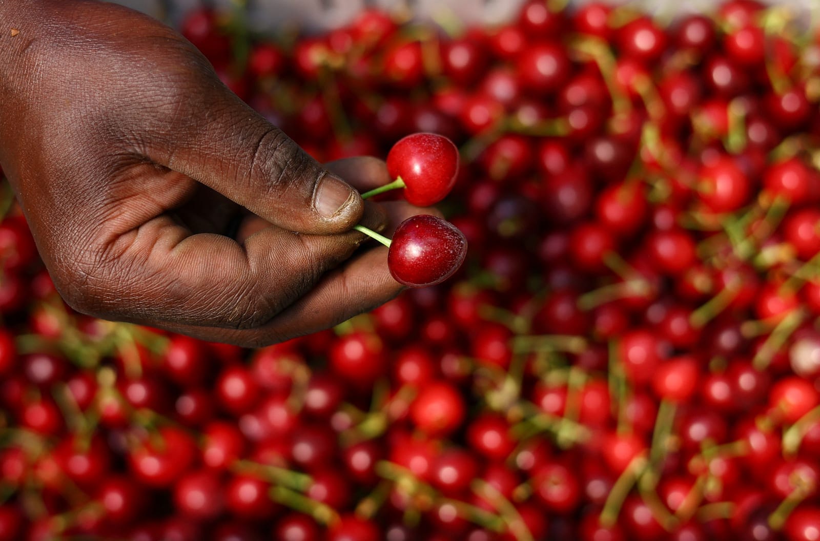 A worker inspects freshly harvested cherries during the harvest at Ridge Cherry Farms, part of a 125-hectare farm near Rustenburg, South Africa, October 8, 2026. REUTERS/Siphiwe Sibeko