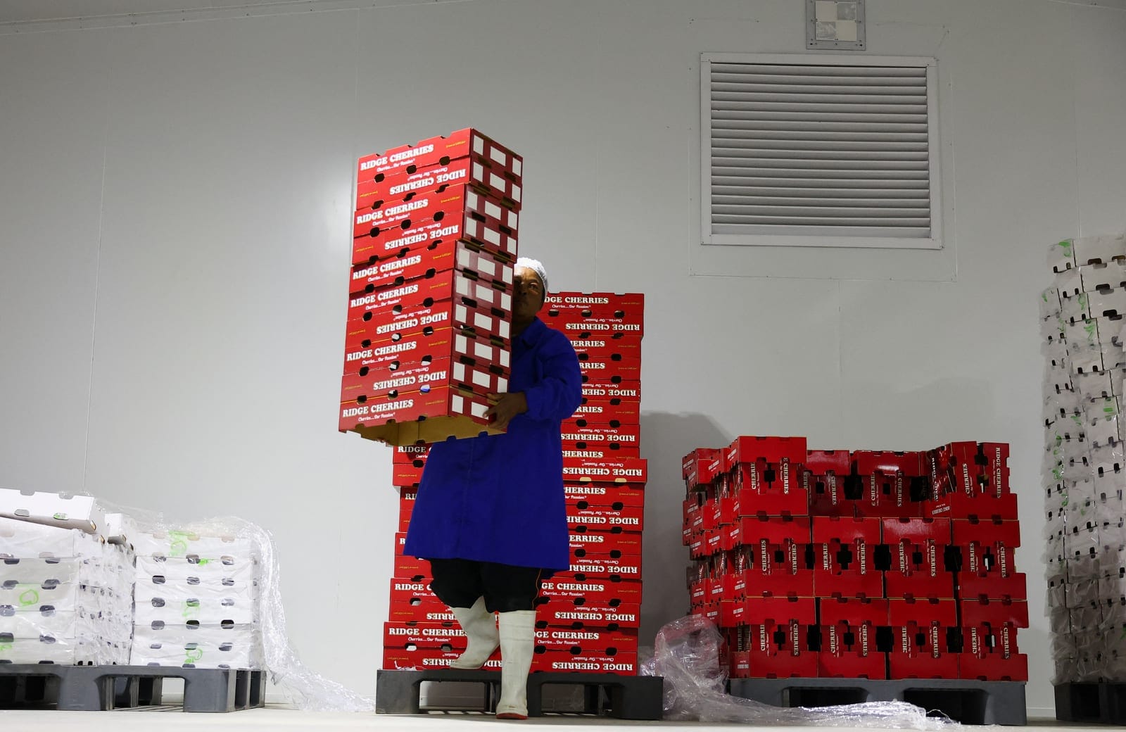 A worker carries boxes used for packaging cherries in a cold storage facility before packing during the harvest at Ridge Cherry Farms, part of a 125-hectare farm near Rustenburg, South Africa, October 8, 2026. REUTERS/Siphiwe Sibeko