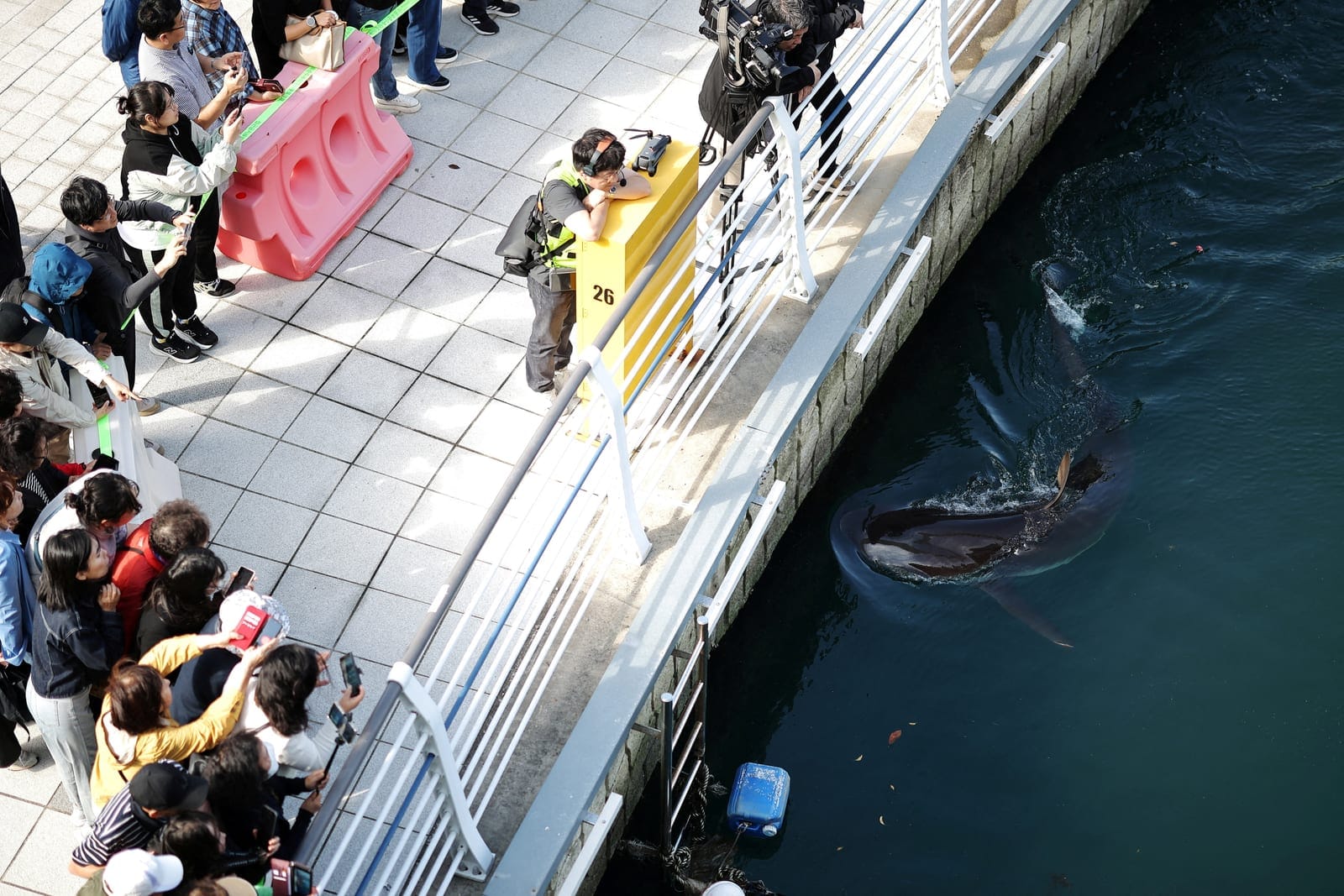 People look at a shark nicknamed "Bukangi" swimming in a canal during an operation to guide the shark out of a canal at the North Port in Busan, South Korea, October 21, 2026. REUTERS/Kim Hong-Ji
