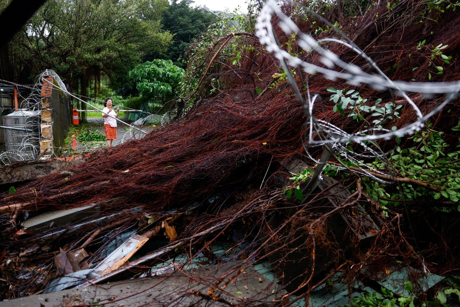 An uprooted tree after strong winds brought by Typhoon Champi, in Taipei, Taiwan October 24, 2026. REUTERS/Ann Wang