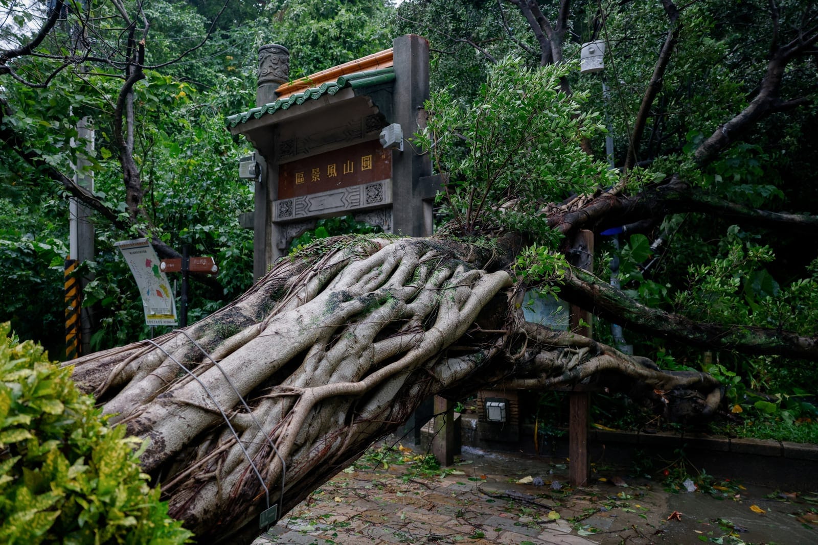 An uprooted tree after strong winds brought by Typhoon Champi, in Taipei, Taiwan October 24, 2026. REUTERS/Ann Wang
