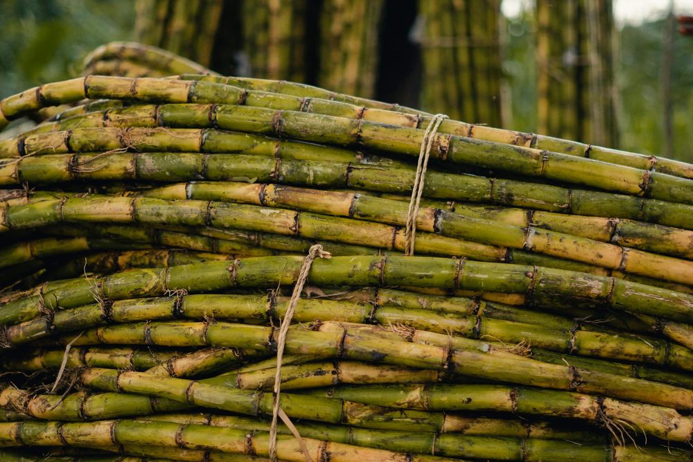 Pampanga's Sugarcane Is Burning in the Field and No One's Selling the Farmers Insurance post image