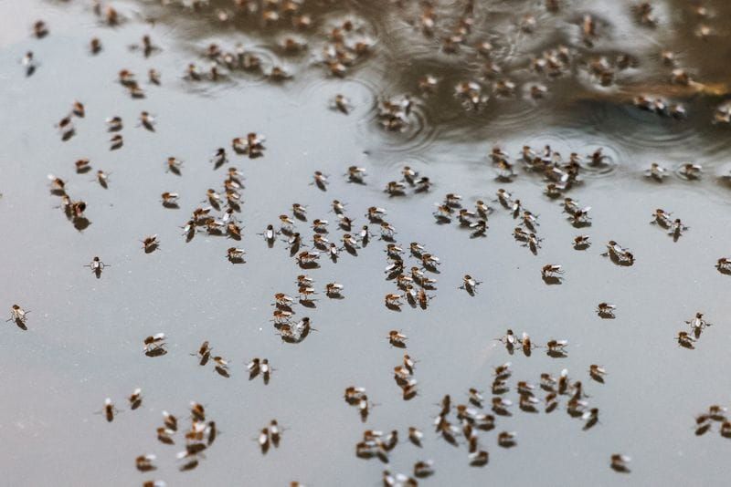 Bangladesh Braces for a Dengue Surge That Could Quadruple by August post image