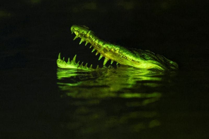 Sarawak's Crocodile Population Rebounded to 25,000, and Attacks Are Turning Deadly post image