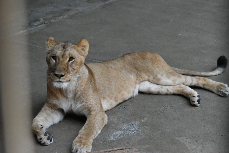 Three Lions Die of Suspected Heatstroke at Tokyo Zoo post image