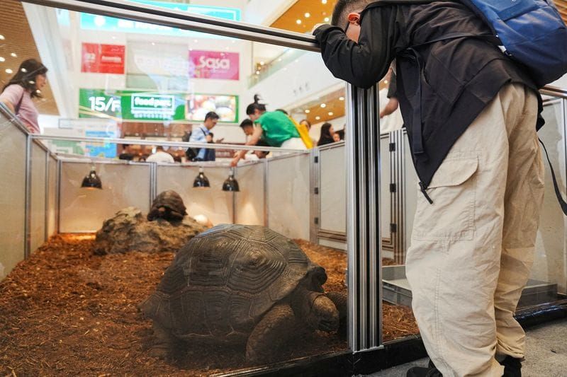 Hong Kong Kids' Wildlife Expo Co-Host Charged Over Endangered Animals post image