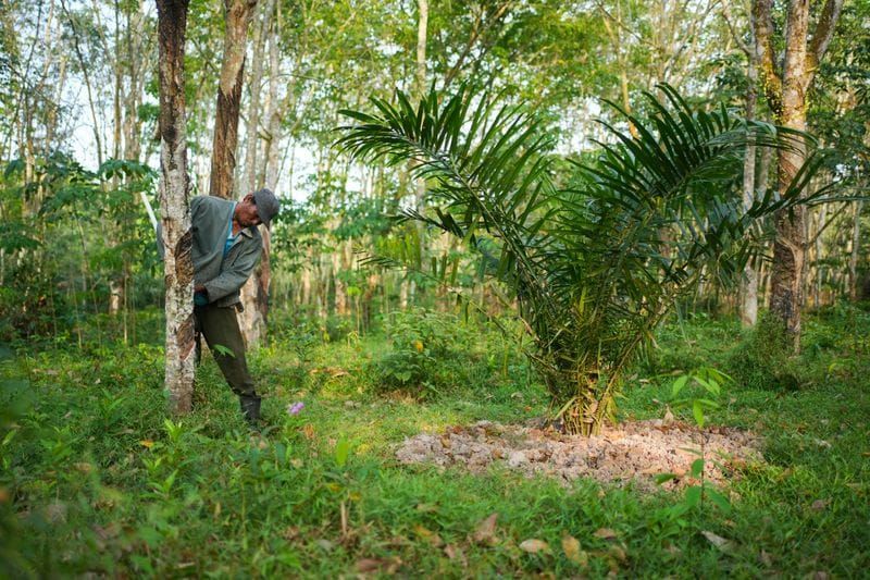Indonesian Farmers Are Ripping Out Rubber for Oil Palm, and Global Supply Is Tightening post image